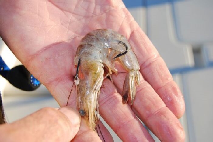 Dream of dead shrimp