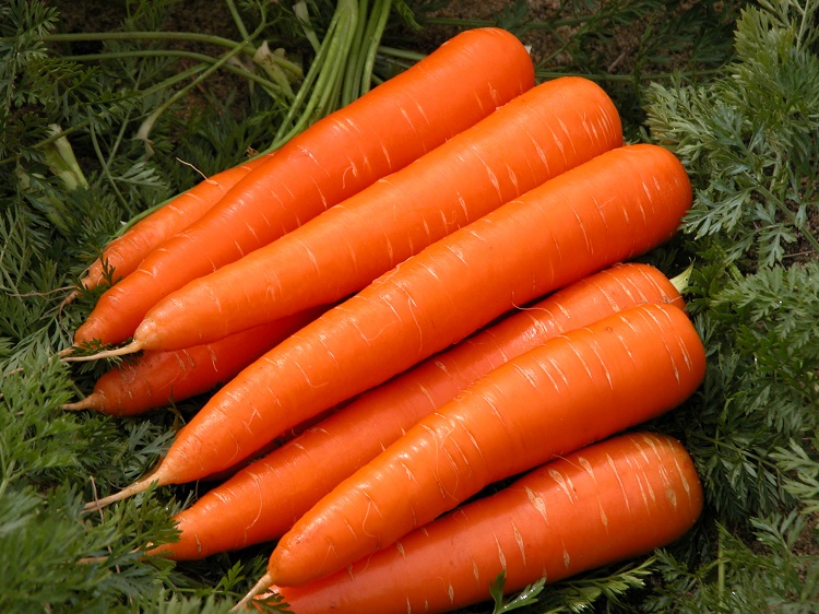 Dream of fresh carrots