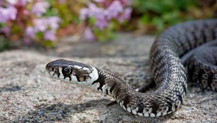 Dream of giant snakes
