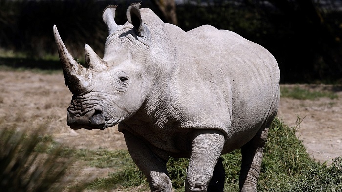 Dream of gray rhino