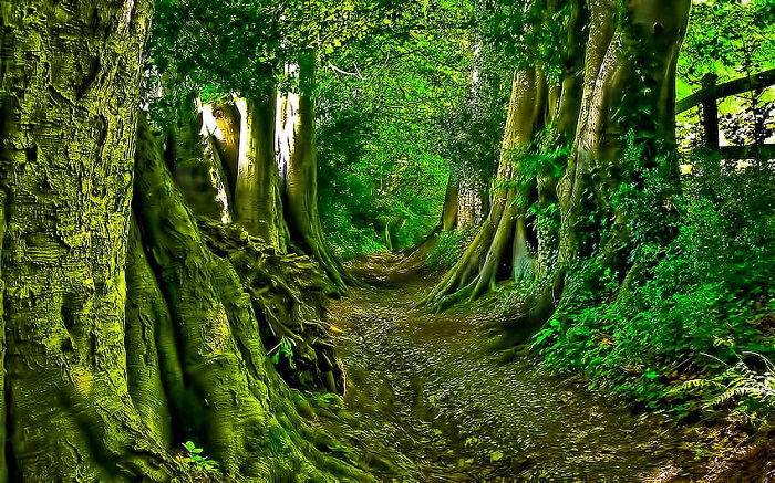 Dream of green forest