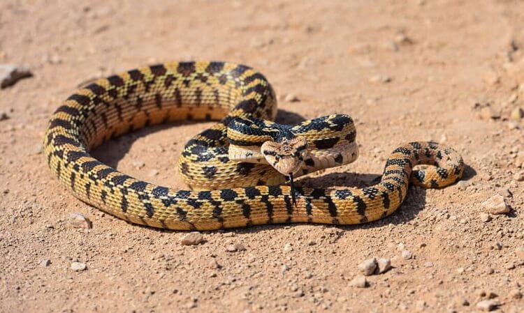 Dream of large colored snakes