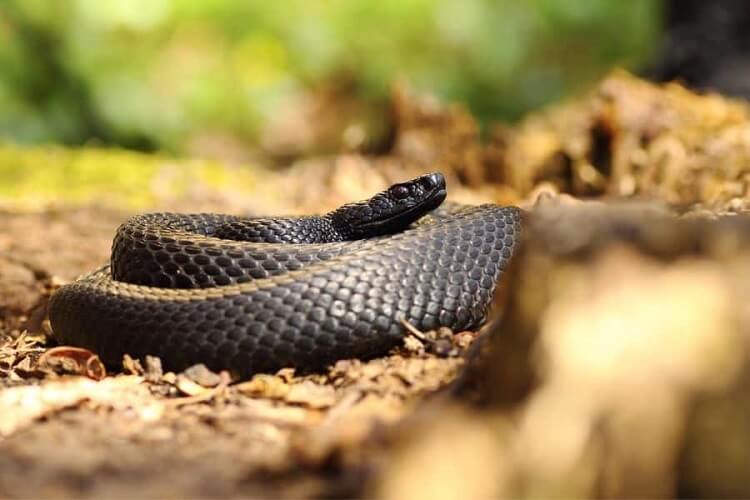 Dream of large snakes that attack.