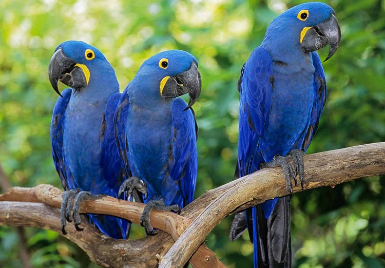 Dream of many macaws