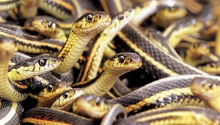 Dream of many snakes