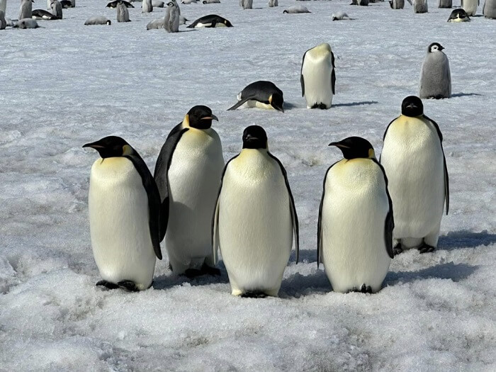 Dream of penguins in the snow