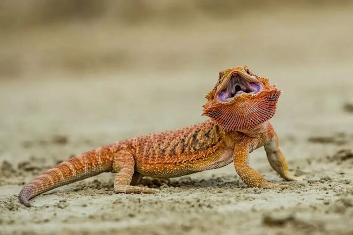 Dream of reptiles fighting