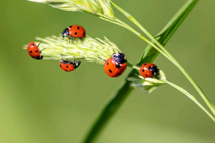 Dream of seeing ladybugs
