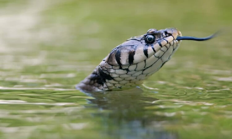 Dream of giant snakes