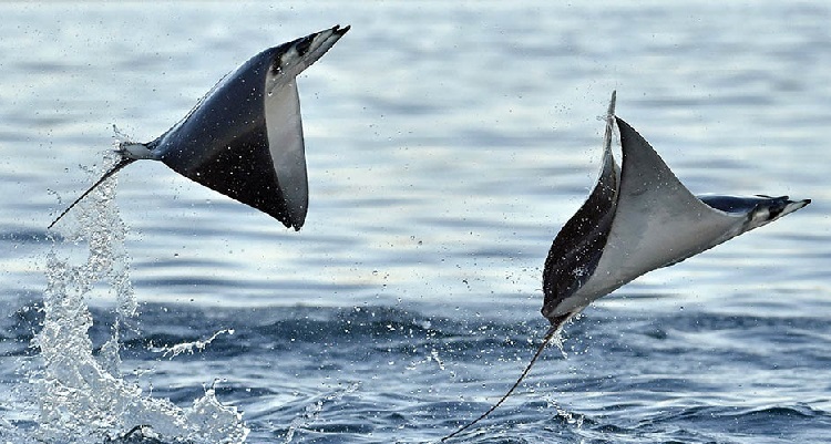 Dream of stingrays flying