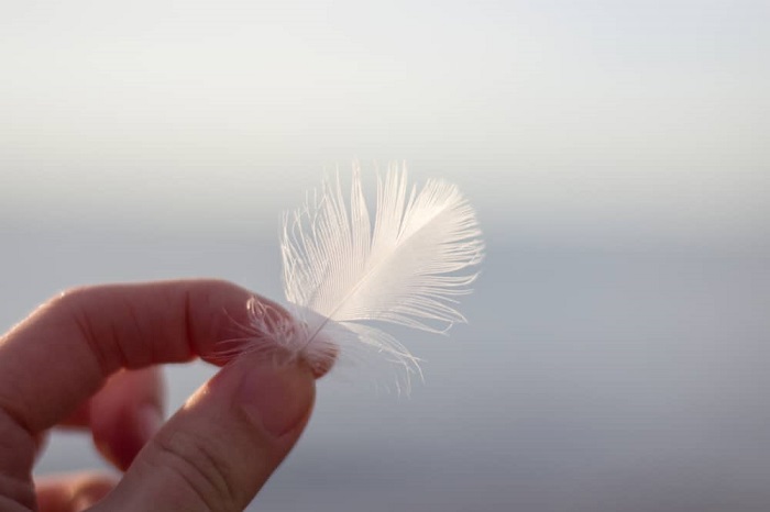 Dream of white feathers