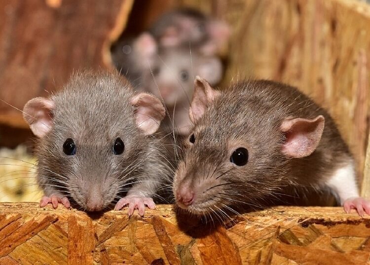 Dream of white rats in the house