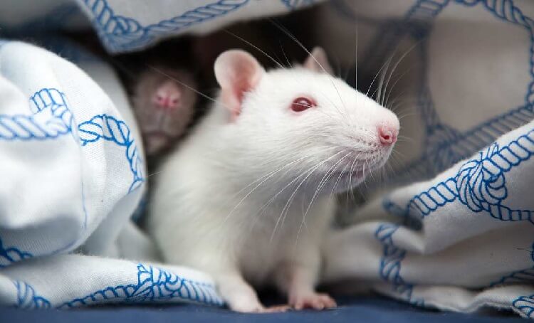 Dream of white rats that bite you.