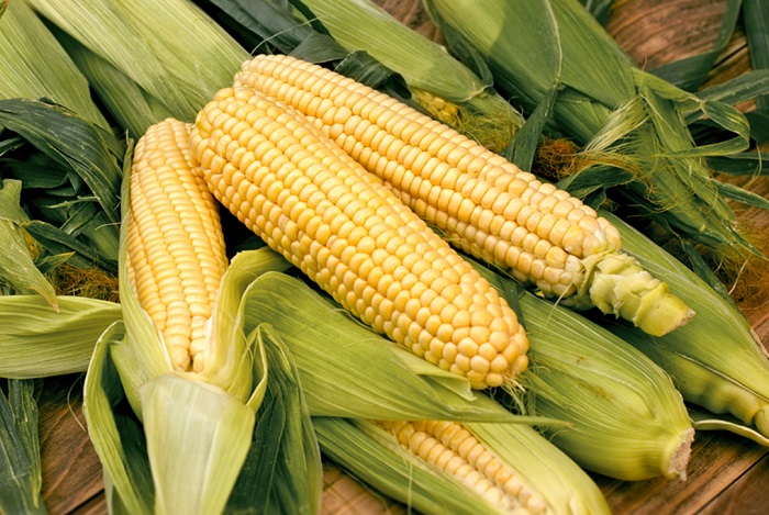 Dream of yellow corn