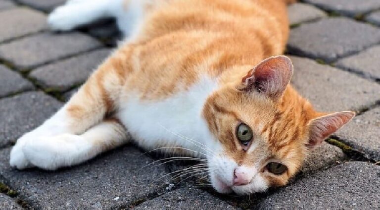 Dreaming of Dead Cats