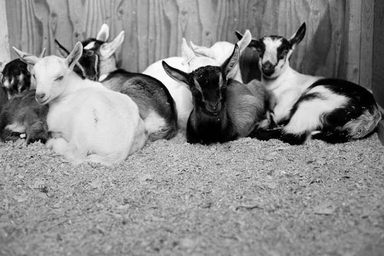 Dreaming of Goats
