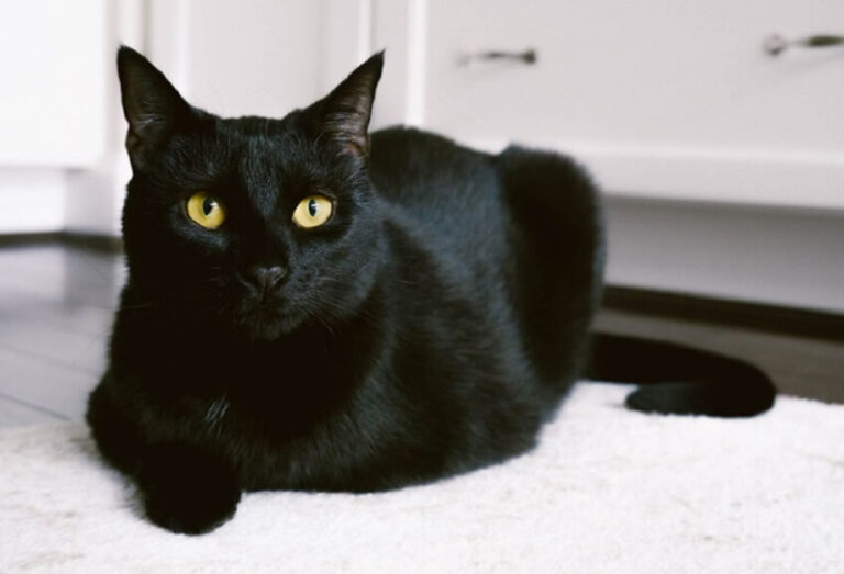 Dreaming of a dead black cat