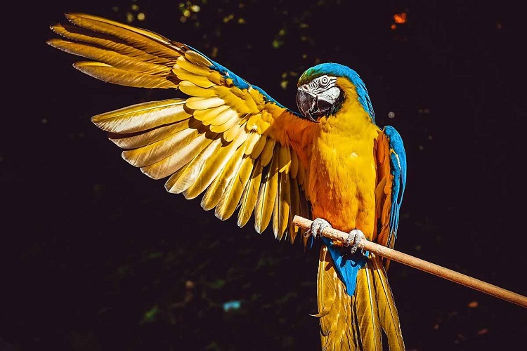 Dreaming of colored macaws