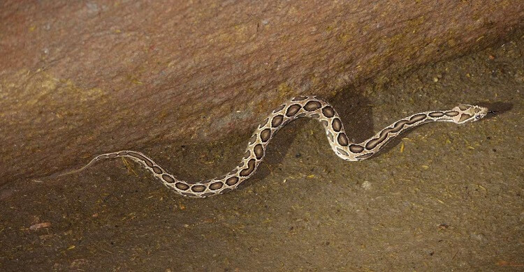 Dreaming of snakes at home