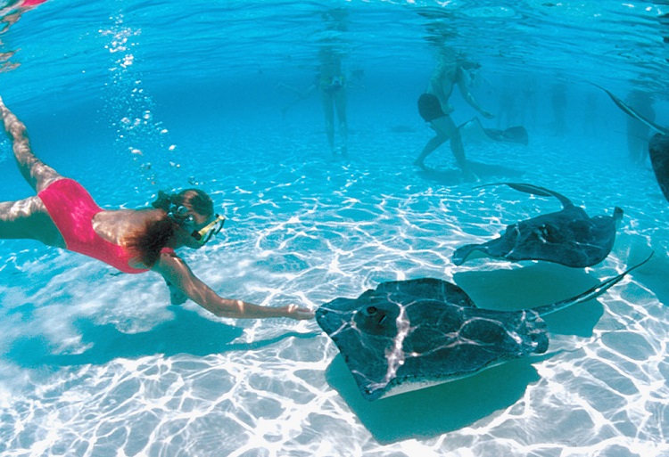 Dreaming of stingrays in a pool