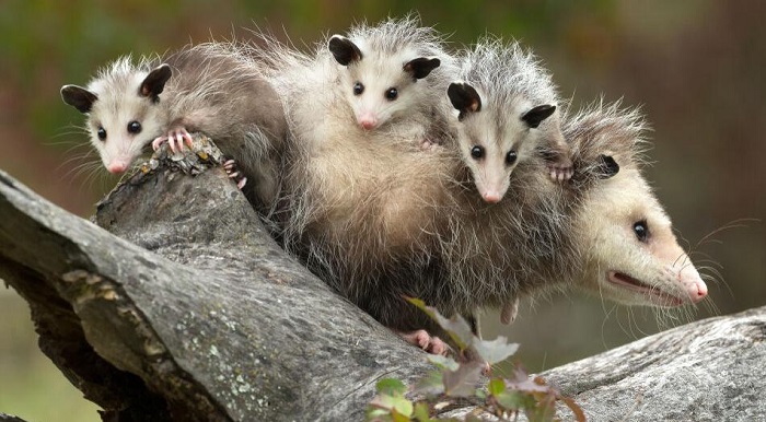 Dream about Opossums (Spiritual Meanings & Interpretation) - Psychosick