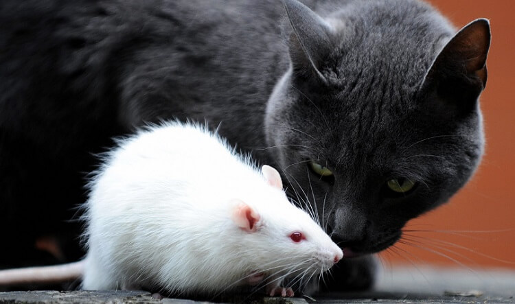 Dreaming of white rats and cats