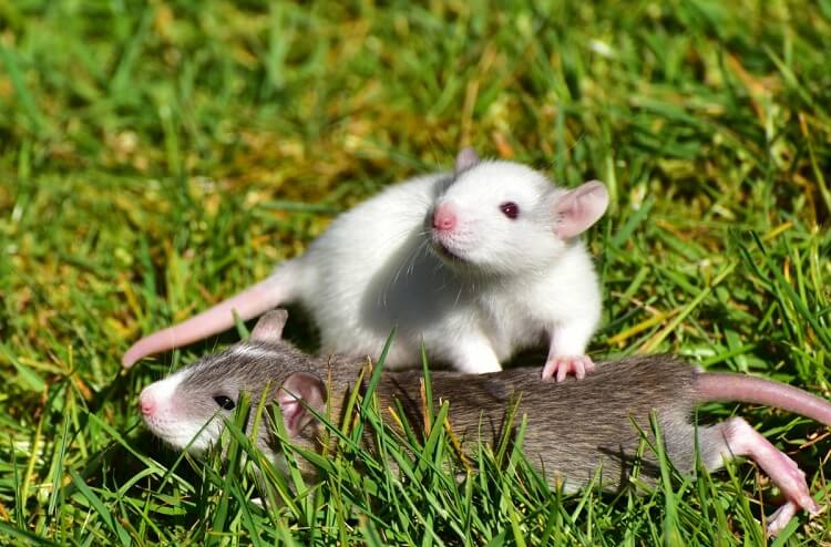 Dreaming of white rats at work