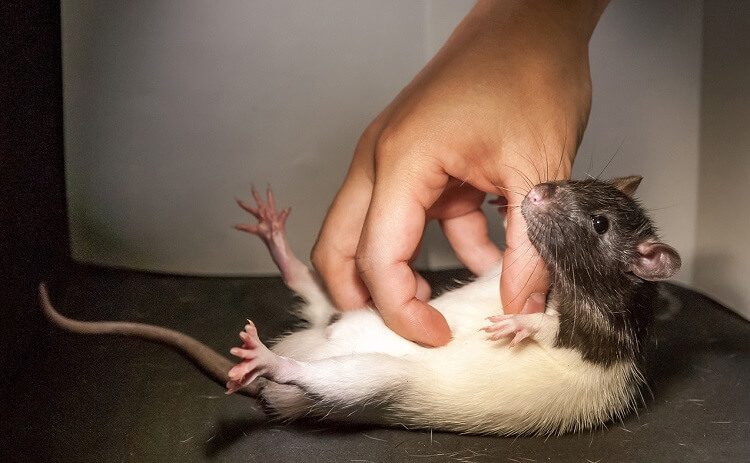Dreaming of white rats in bed