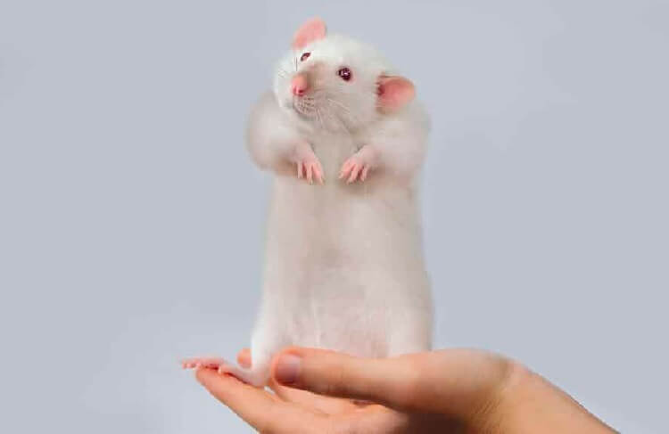 Dreams of baby white rats