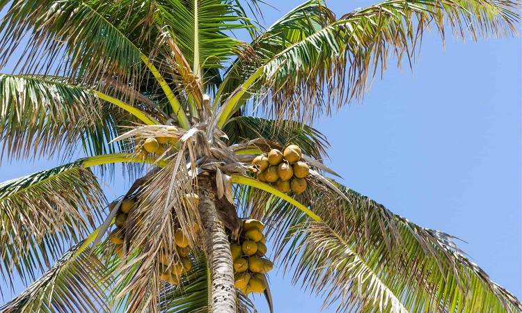 Dreams of coconut trees