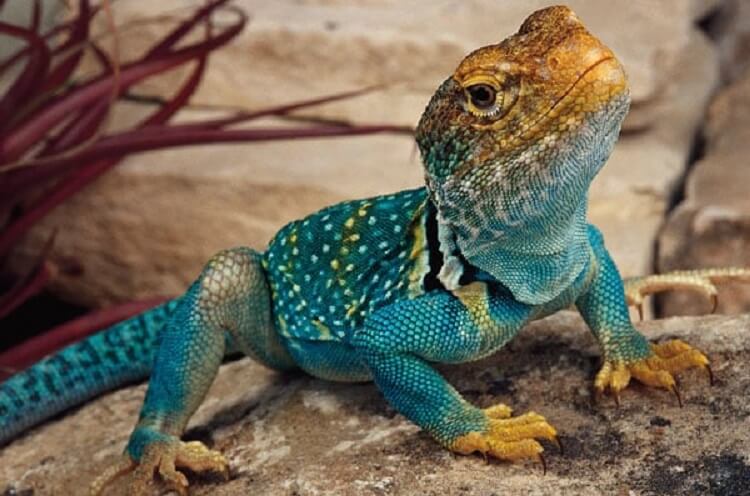 Dreams of colored lizards