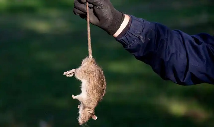 Dreams of dead drowned rats