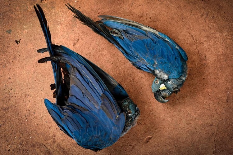 Dreams of dead macaws