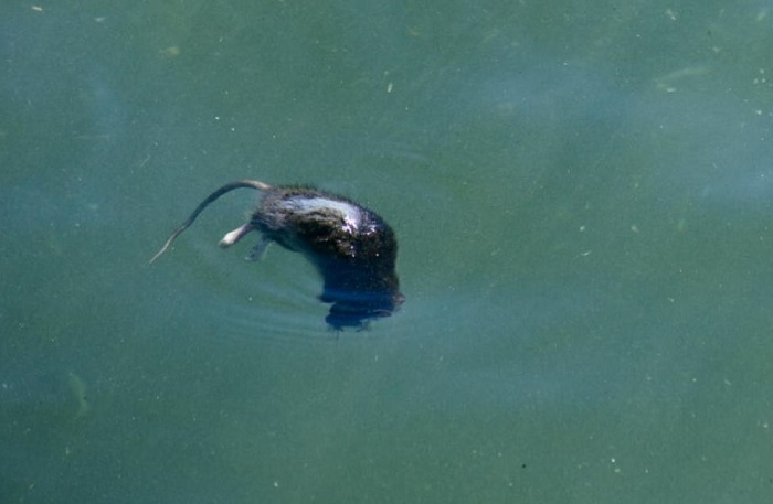 Dreams of dead rats in the water