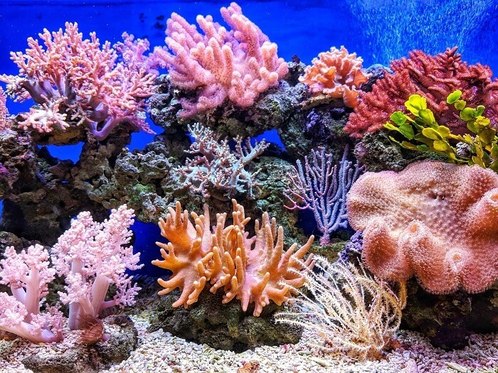 Dreams of seeing coral