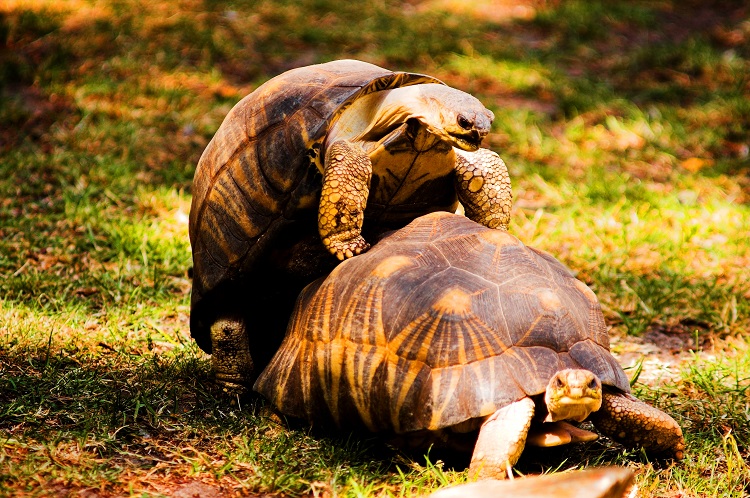 Dreams of turtles mating