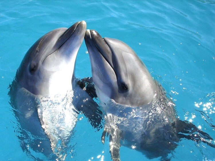 Dreams with dolphins and Whales