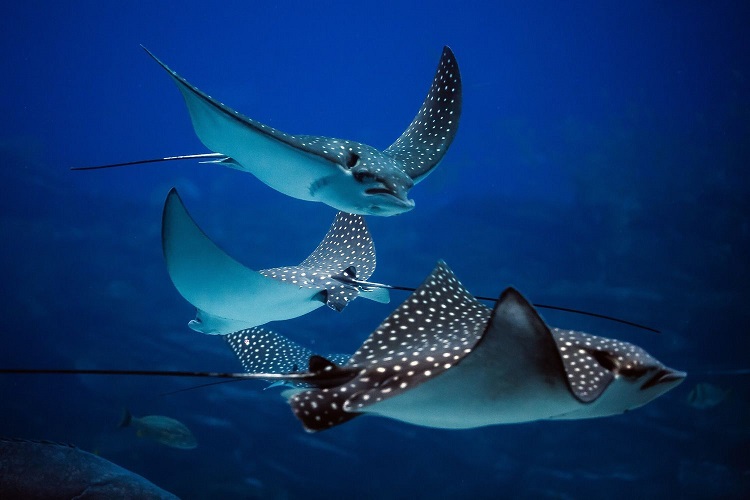 What Does It Mean to Dream of Stingrays