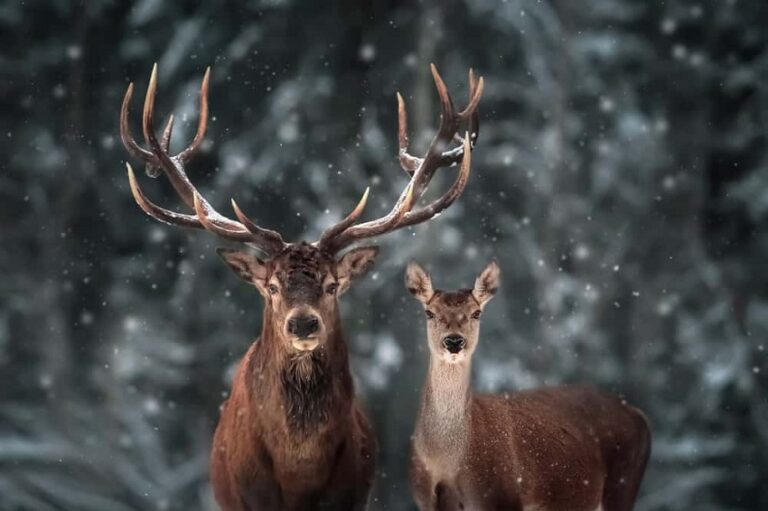 dream about deer