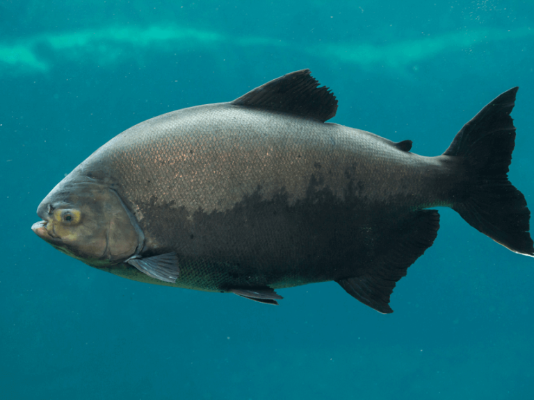 dream about piranhas