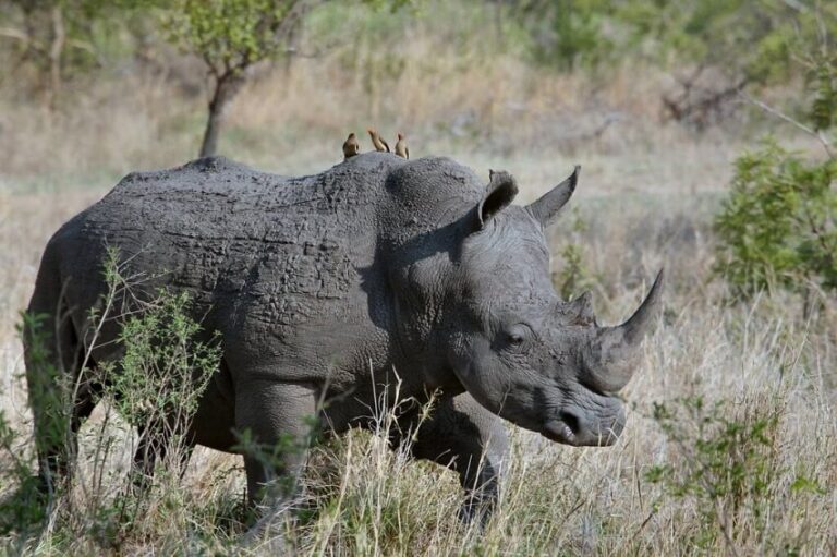 dream about rhinoceros